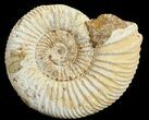 Perisphinctes Ammonite - Jurassic #68196-1